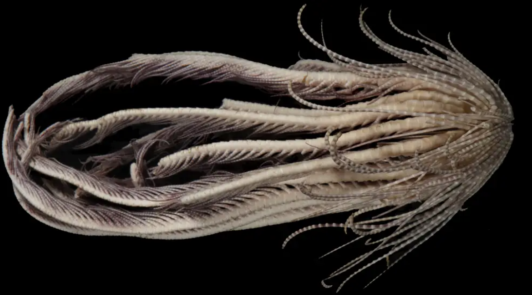 Вчені знайшли унікальну морську істоту із 20 "руками" (фото і відео)